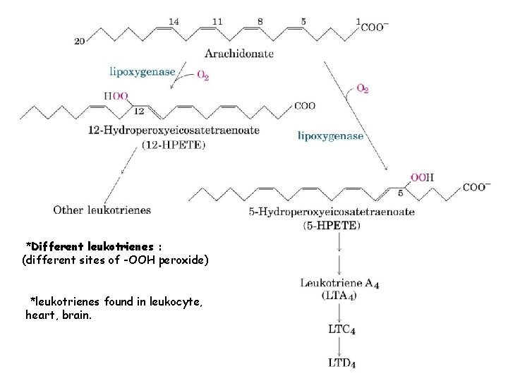 *Different leukotrienes : (different sites of -OOH peroxide) *leukotrienes found in leukocyte, heart, brain.