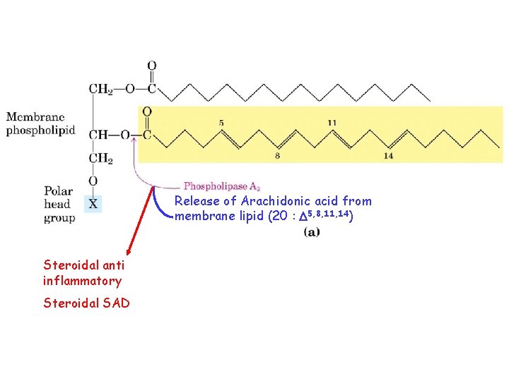 Release of Arachidonic acid from membrane lipid (20 : 5, 8, 11, 14) Steroidal
