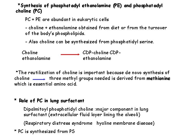 *Synthesis of phosphatadyl ethanolamine (PE) and phosphatadyl choline (PC) PC + PE are abundant