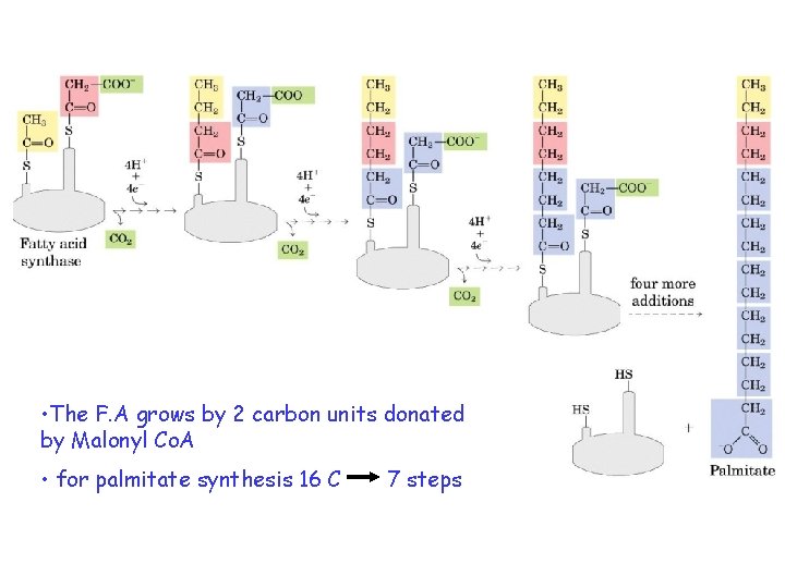  • The F. A grows by 2 carbon units donated by Malonyl Co.