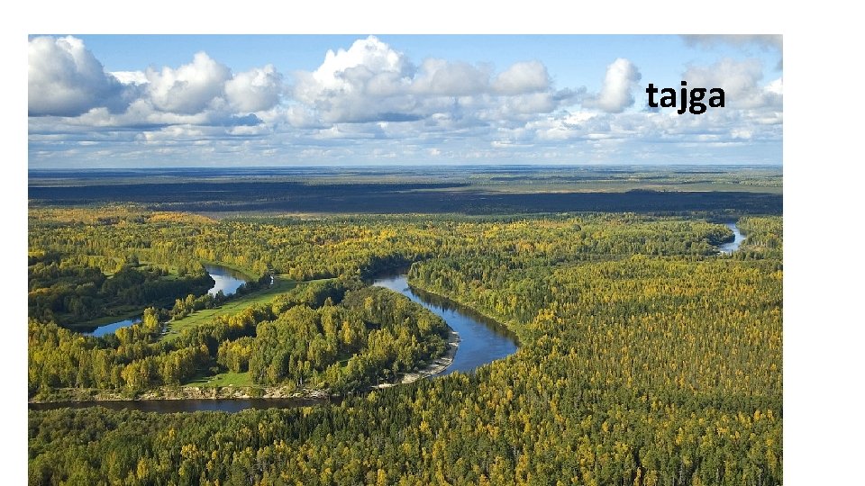 tajga 
