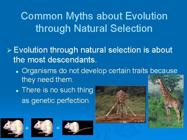 Common Myths about Evolution through Natural Selection Ø Evolution through natural selection is about