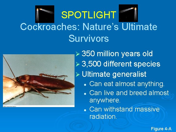 SPOTLIGHT Cockroaches: Nature’s Ultimate Survivors Ø 350 million years old Ø 3, 500 different