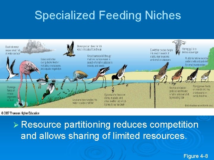 Specialized Feeding Niches Ø Resource partitioning reduces competition and allows sharing of limited resources.