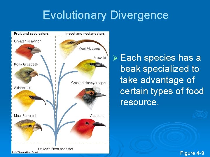Evolutionary Divergence Ø Each species has a beak specialized to take advantage of certain
