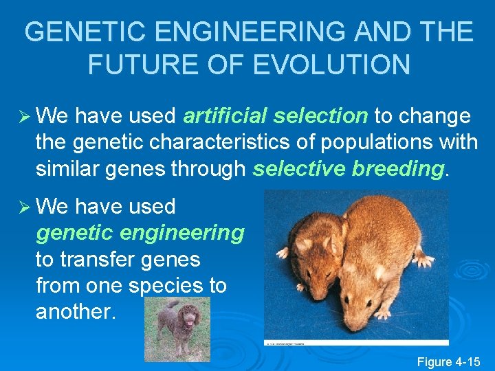 GENETIC ENGINEERING AND THE FUTURE OF EVOLUTION Ø We have used artificial selection to