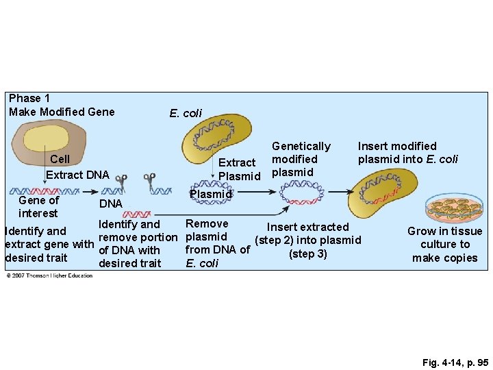 Phase 1 Make Modified Gene E. coli Cell Extract DNA Gene of interest DNA