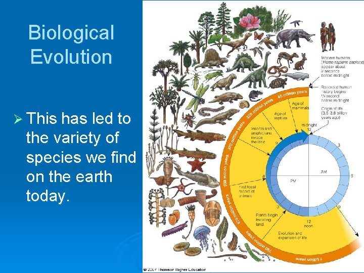 Biological Evolution Ø This has led to the variety of species we find on