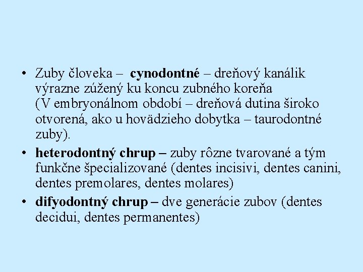  • Zuby človeka – cynodontné – dreňový kanálik výrazne zúžený ku koncu zubného
