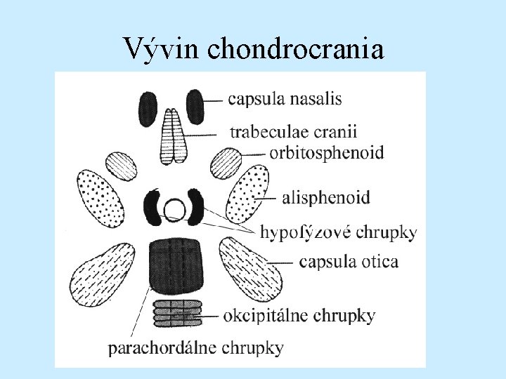 Vývin chondrocrania 