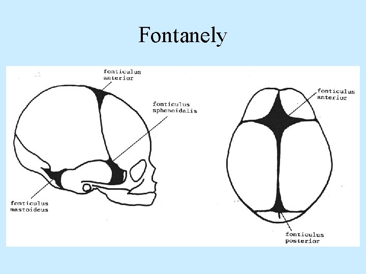 Fontanely 