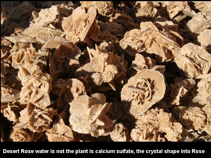 Desert Rose water is not the plant is calcium sulfate, the crystal shape into