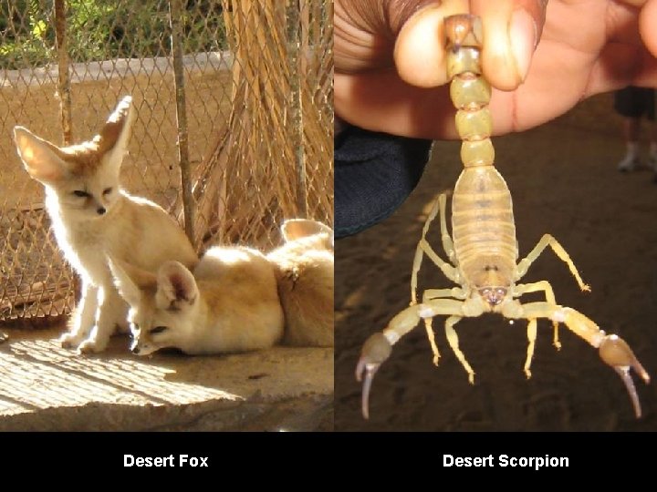 Desert Fox Desert Scorpion 
