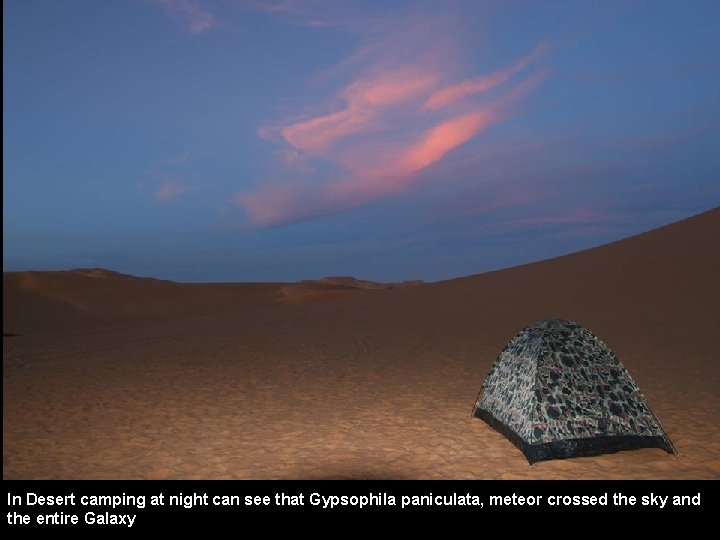 In Desert camping at night can see that Gypsophila paniculata, meteor crossed the sky