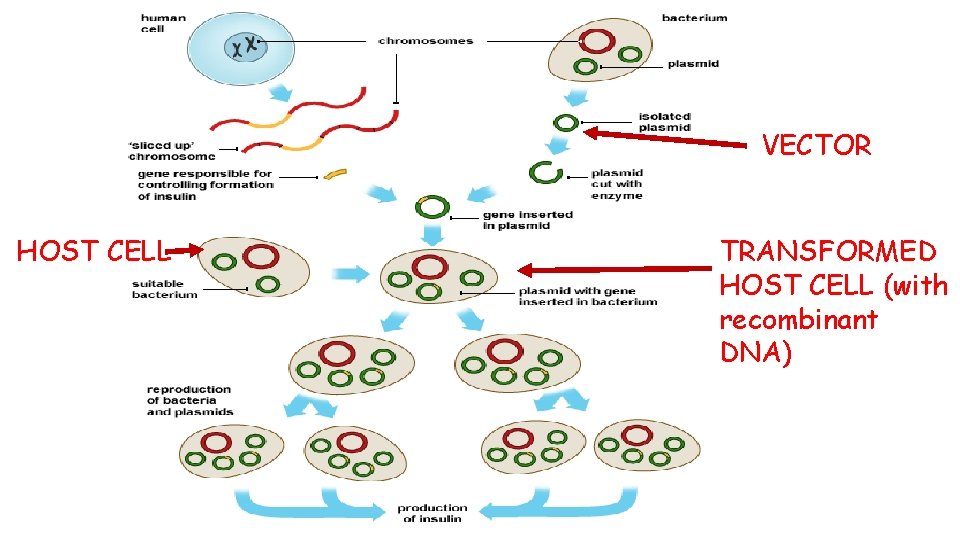 VECTOR HOST CELL TRANSFORMED HOST CELL (with recombinant DNA) 