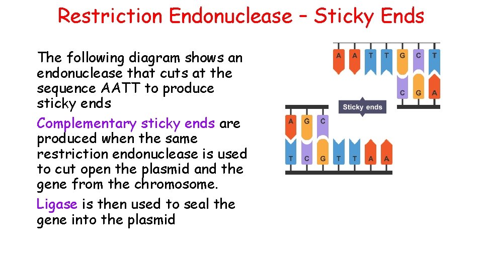 Restriction Endonuclease – Sticky Ends The following diagram shows an endonuclease that cuts at