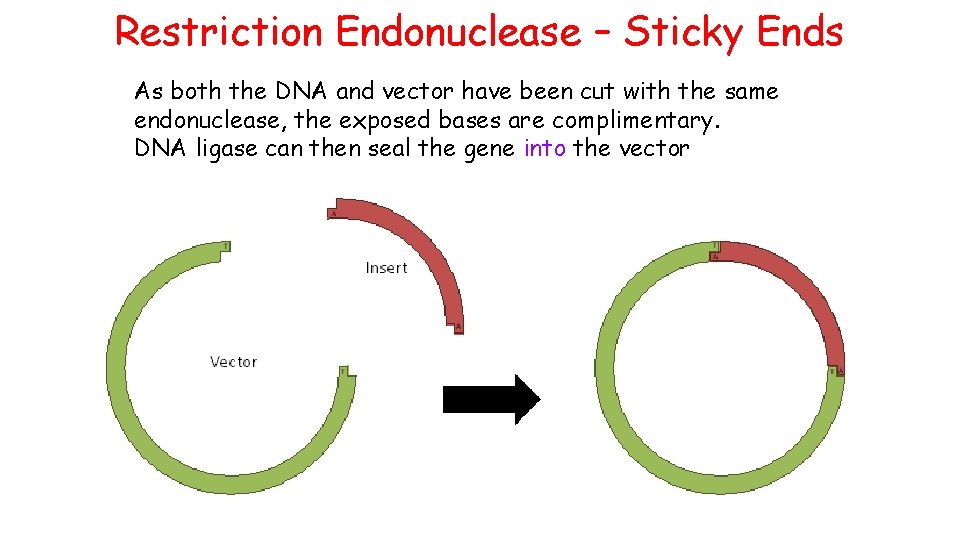 Restriction Endonuclease – Sticky Ends As both the DNA and vector have been cut