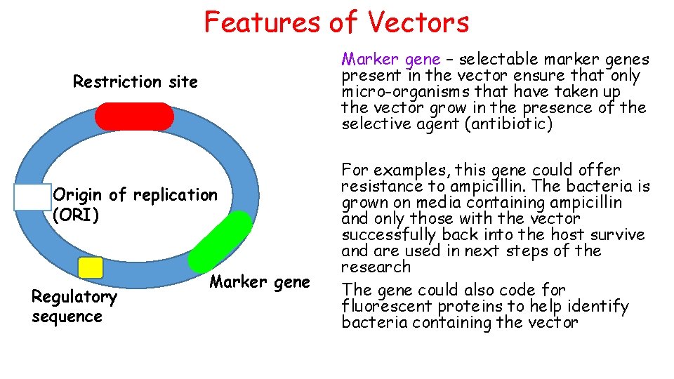 Features of Vectors Marker gene – selectable marker genes present in the vector ensure