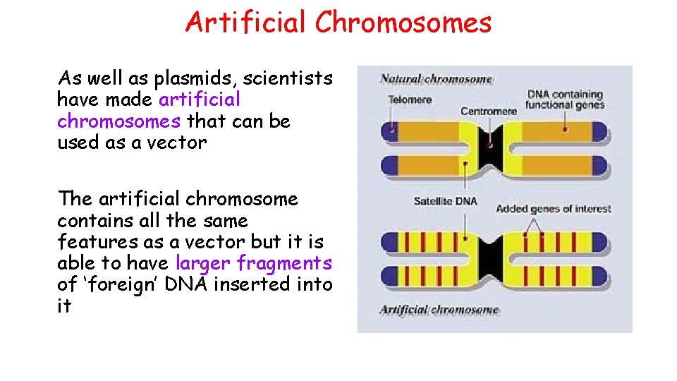 Artificial Chromosomes As well as plasmids, scientists have made artificial chromosomes that can be