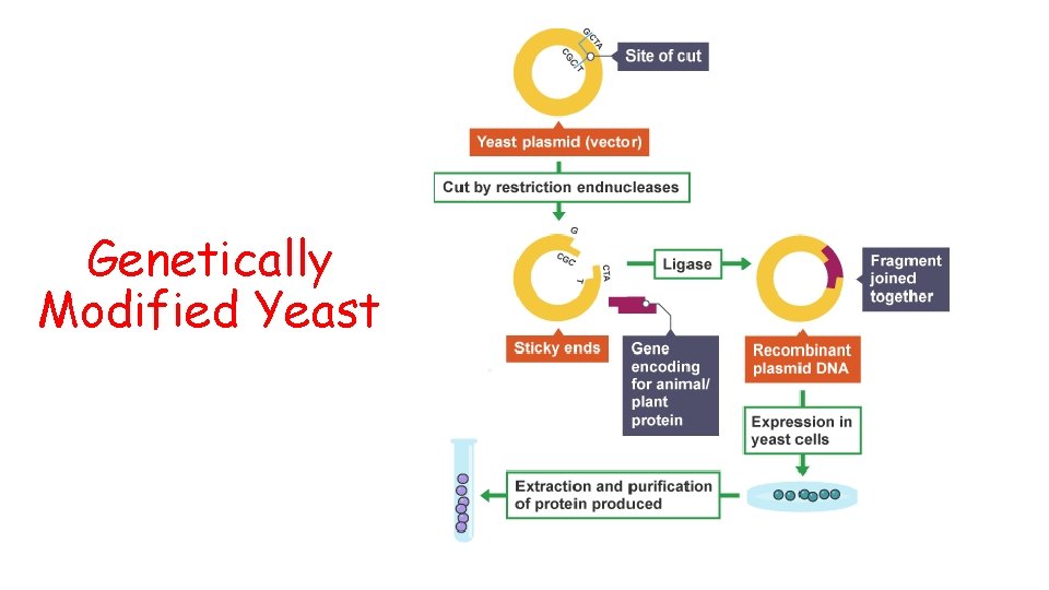 Genetically Modified Yeast 