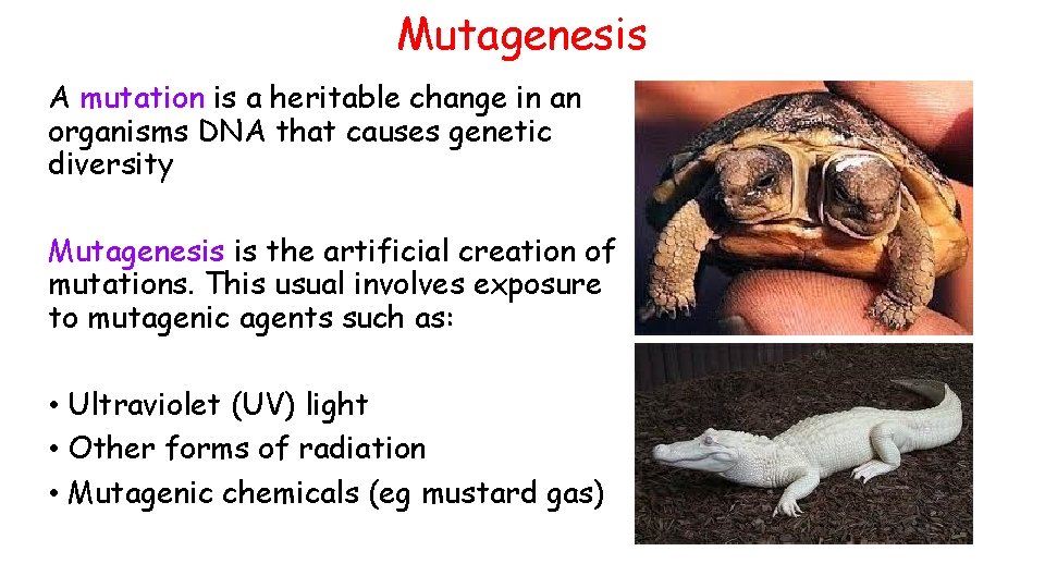 Mutagenesis A mutation is a heritable change in an organisms DNA that causes genetic