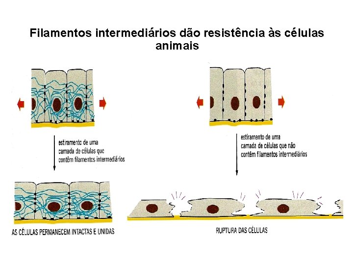 Filamentos intermediários dão resistência às células animais 