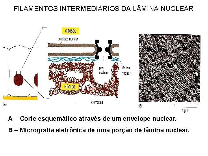 FILAMENTOS INTERMEDIÁRIOS DA L MINA NUCLEAR A – Corte esquemático através de um envelope