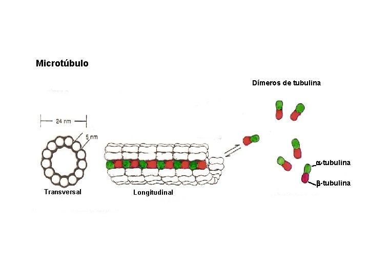 Microtúbulo Dímeros de tubulina -tubulina Transversal Longitudinal 