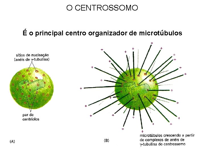 O CENTROSSOMO É o principal centro organizador de microtúbulos 