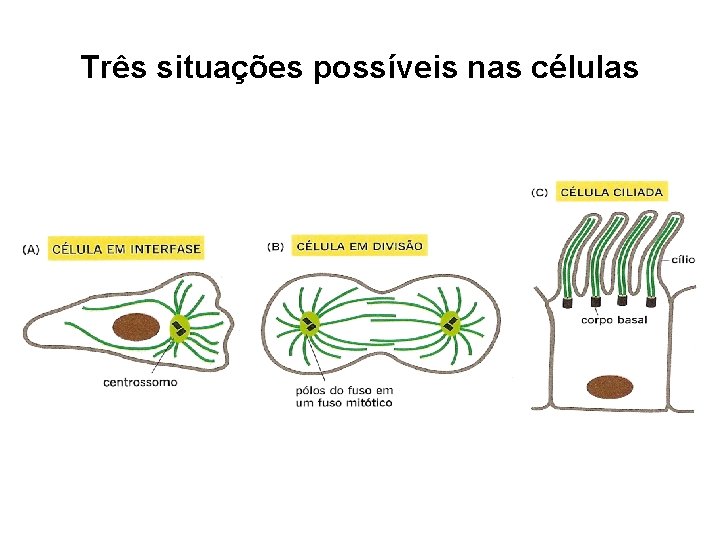 Três situações possíveis nas células 