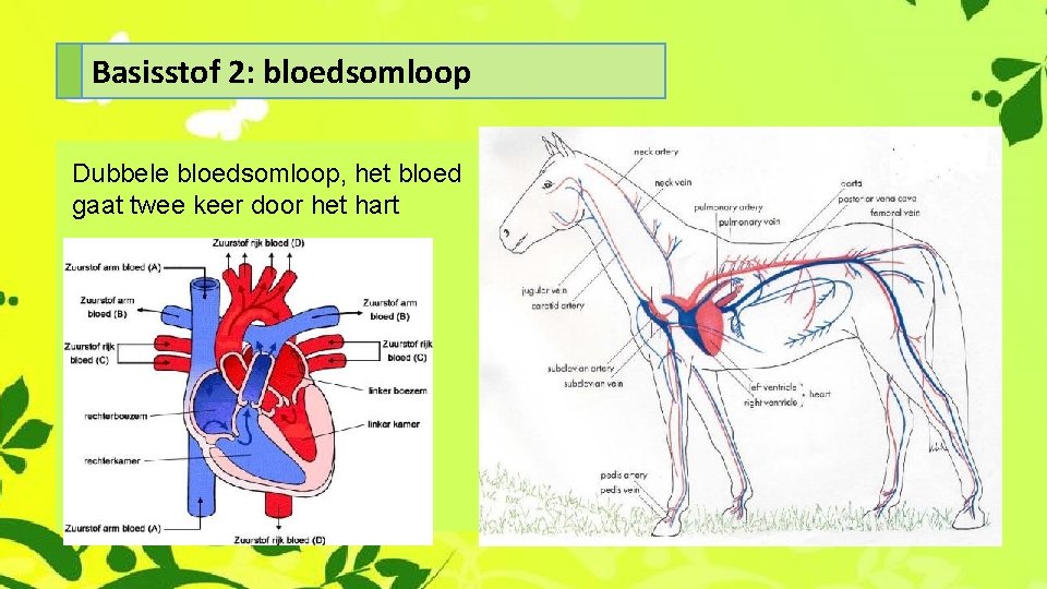 Basisstof 2: bloedsomloop Dubbele bloedsomloop, het bloed gaat twee keer door het hart 
