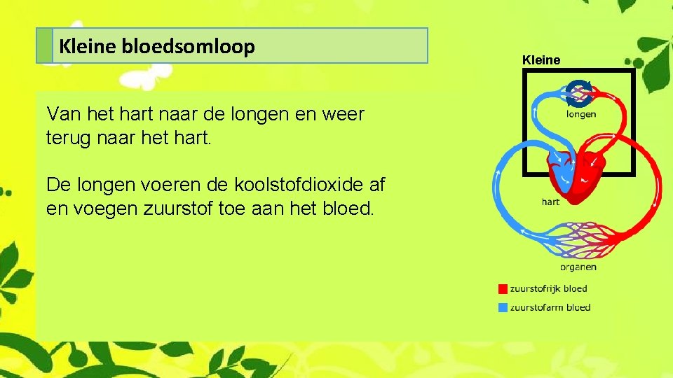 Kleine bloedsomloop Van het hart naar de longen en weer terug naar het hart.