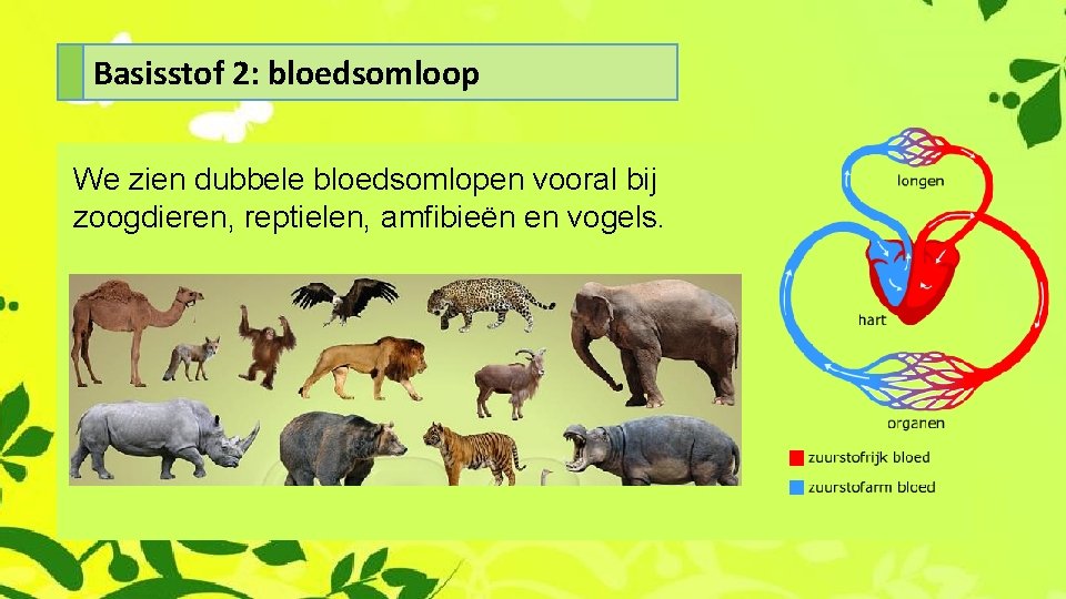 Basisstof 2: bloedsomloop We zien dubbele bloedsomlopen vooral bij zoogdieren, reptielen, amfibieën en vogels.