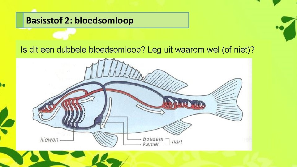 Basisstof 2: bloedsomloop Is dit een dubbele bloedsomloop? Leg uit waarom wel (of niet)?