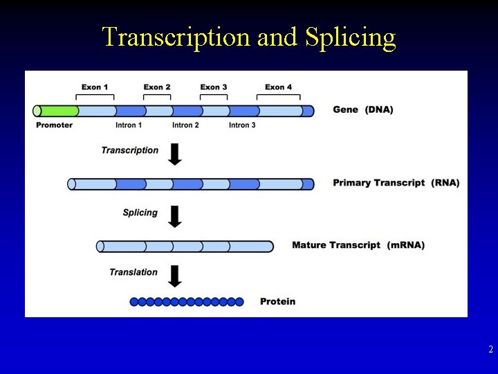 Transcription and Splicing 2 