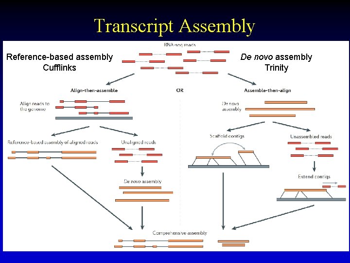 Transcript Assembly Reference-based assembly Cufflinks De novo assembly Trinity 26 