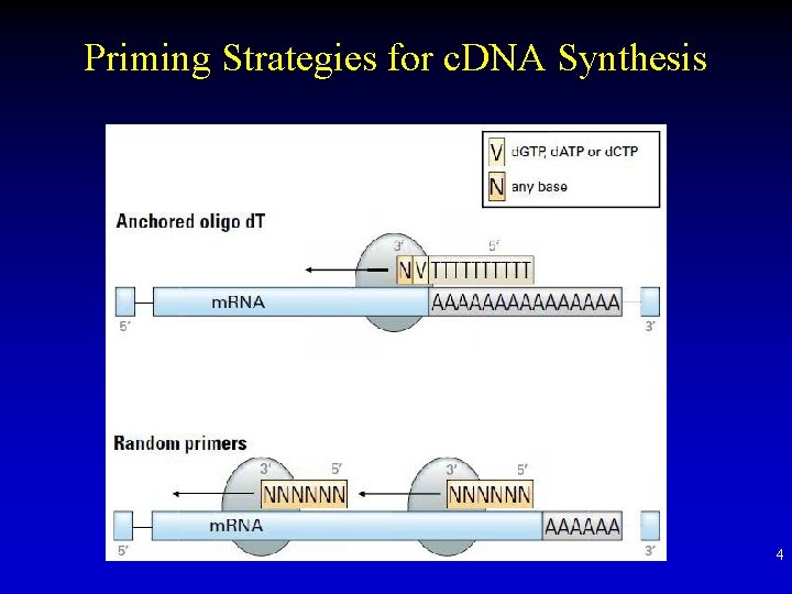 Priming Strategies for c. DNA Synthesis 4 