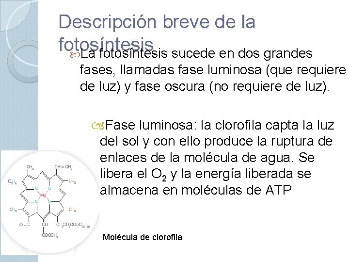 Descripción breve de la fotosíntesis La fotosíntesis sucede en dos grandes fases, llamadas fase