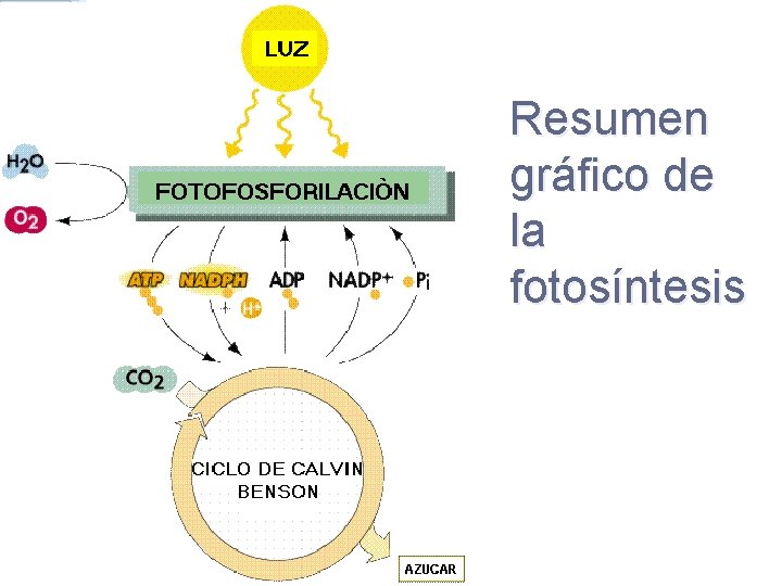Resumen gráfico de la fotosíntesis 