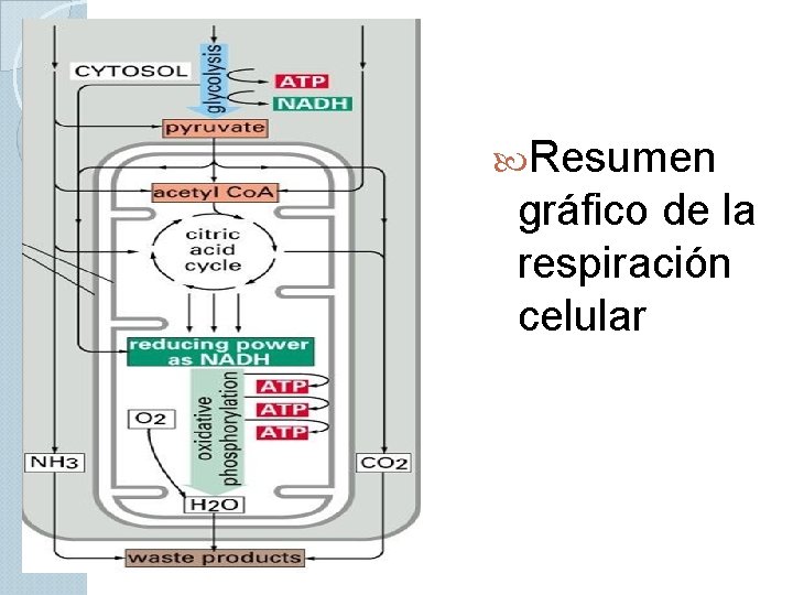  Resumen gráfico de la respiración celular 