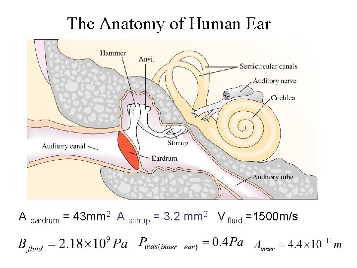 The Anatomy of Human Ear A eardrum = 43 mm 2 A stirrup =