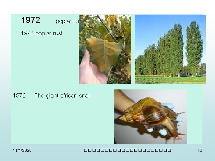 1972 poplar rust 1973 poplar rust 1976 11/1/2020 The giant african snail ����������� 13