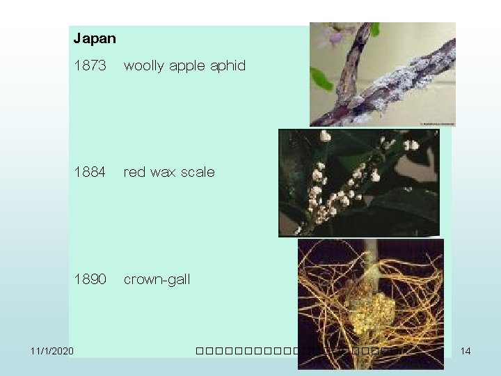 Japan 1873 woolly apple aphid 1884 red wax scale 1890 crown-gall 11/1/2020 ����������� 14