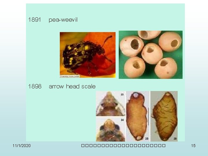 1891 pea-weevil 1898 arrow head scale 11/1/2020 ����������� 15 
