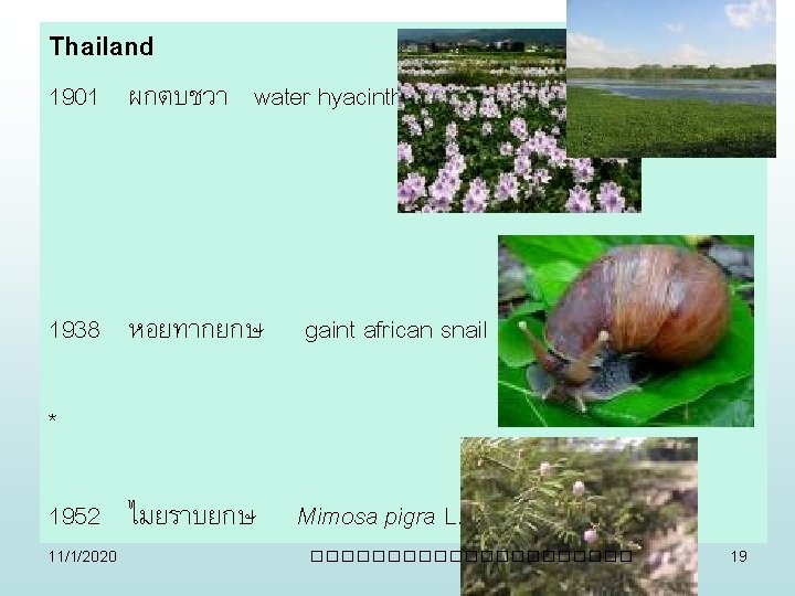Thailand 1901 ผกตบชวา water hyacinth 1938 หอยทากยกษ gaint african snail * 1952 ไมยราบยกษ 11/1/2020