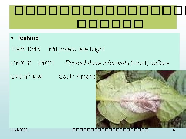 �������� • Iceland 1845 -1846 พบ potato late blight เกดจาก เชอรา Phytophthora infestants (Mont)