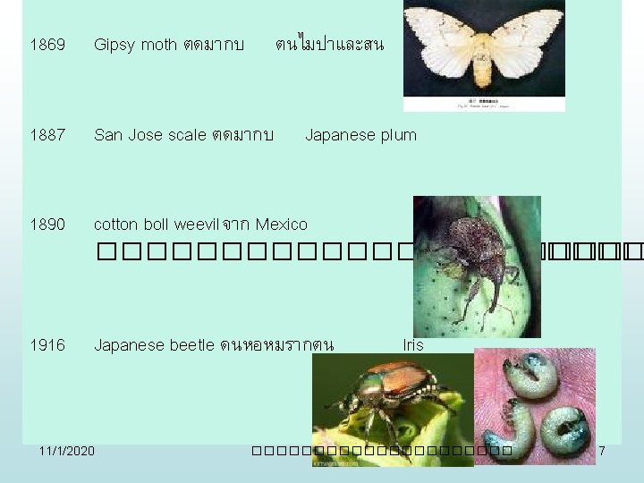 1869 Gipsy moth ตดมากบ 1887 San Jose scale ตดมากบ 1890 cotton boll weevilจาก Mexico