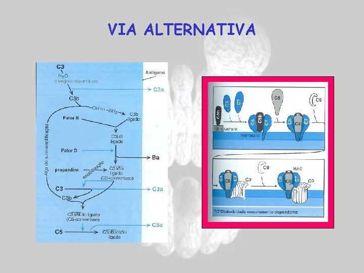 VIA ALTERNATIVA 