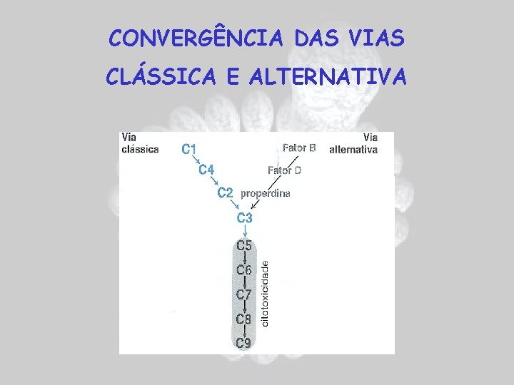CONVERGÊNCIA DAS VIAS CLÁSSICA E ALTERNATIVA 