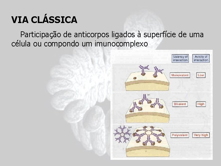 VIA CLÁSSICA Participação de anticorpos ligados à superfície de uma célula ou compondo um
